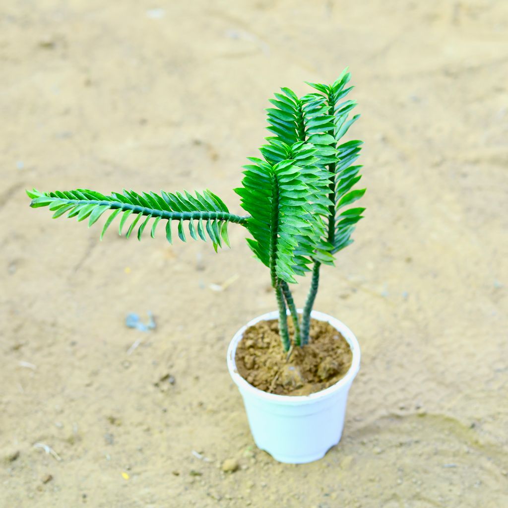 Pedilanthus Tithymaloides / Devil's Backbone in 4 Inch White Nursery Pot