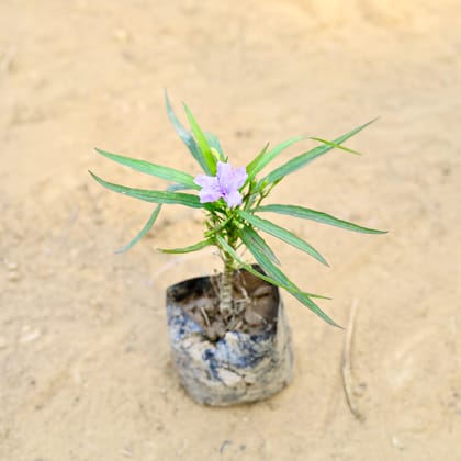 Buy Petunia Mexican (any colour) in 3 Inch Nursery Bag Online | Urvann.com