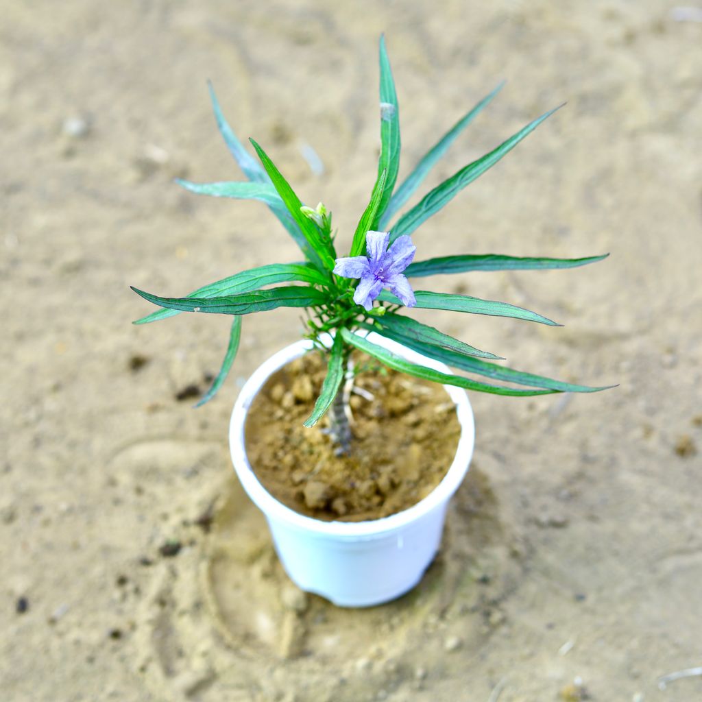 Petunia Mexican (any colour) in 4 Inch White Nursery Pot