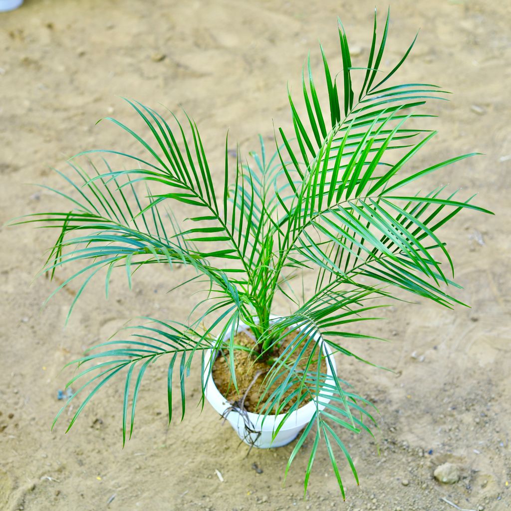 Phoenix Palm (~ 2 Ft) in 8 Inch White Classy Plastic Pot