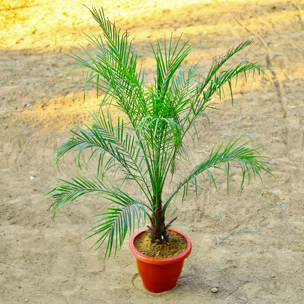 Phoenix Palm (~ 3 Ft) in 12 Inch Terracotta Red Classy Plastic Pot