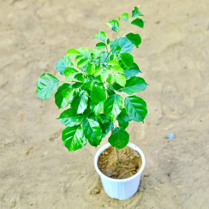 Buy Radermachera / China Doll~ 2 ft in 6 Inch Nursery Pot Online | Urvann.com