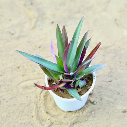 Buy Rhoeo / Durangi in 4 Inch Nursery Pot Online | Urvann.com