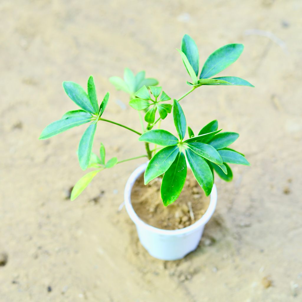 Schefflera Green in 4 Inch White Nursery Pot