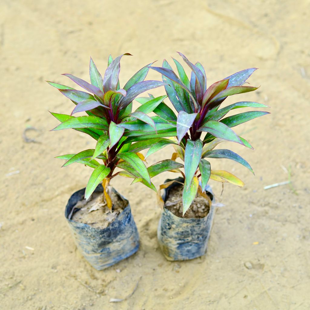 Set of 2 - Dracaena Red Dwarf Ananas in 3 Inch Nursery Bag