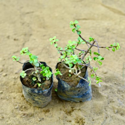 Buy Set of 2 - Jade in 3 Inch Nursery Bag Online | Urvann.com