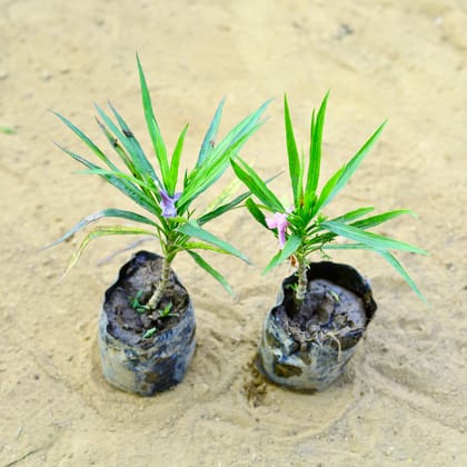 Buy Set of 2 - Petunia Maxican in 3 Inch Nursery Bag Online | Urvann.com