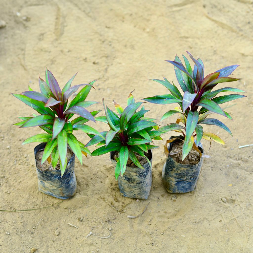 Set of 3 - Dracaena Red Dwarf Ananas in 3 Inch Nursery Bag