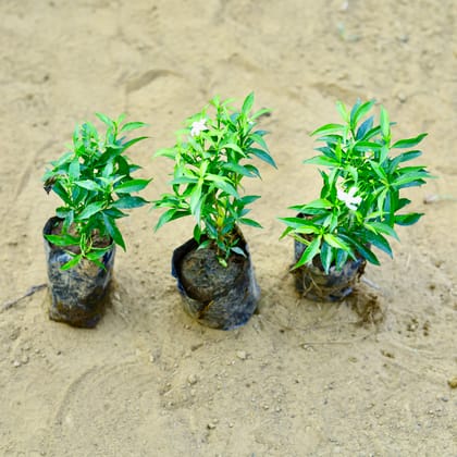 Buy Set of 3 - Dwarf Chandni in 3 Inch Nursery Bag Online | Urvann.com