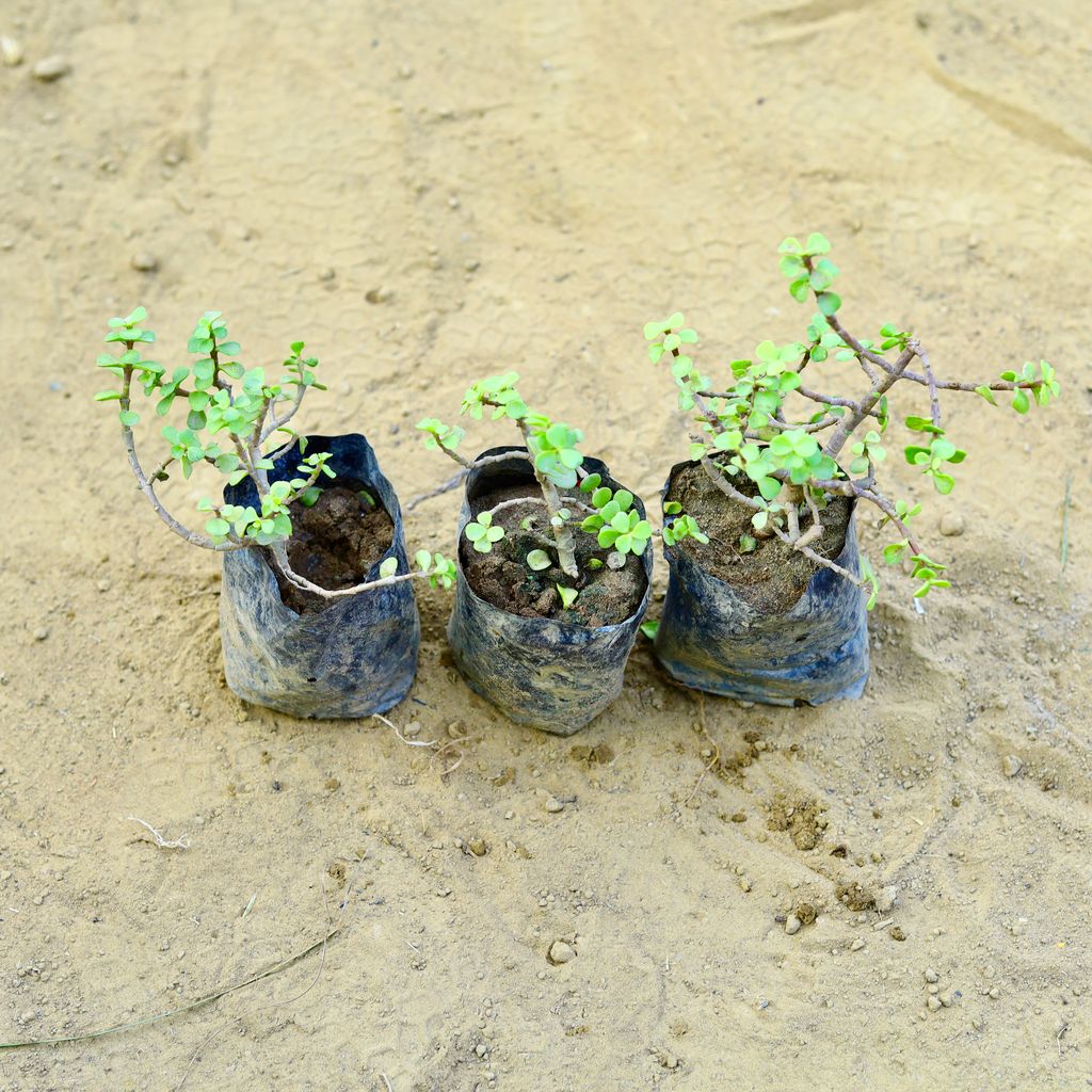 Set of 3 - Jade in 3 Inch Nursery Bag