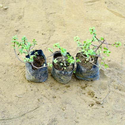 Buy Set of 3 - Jade in 3 Inch Nursery Bag Online | Urvann.com