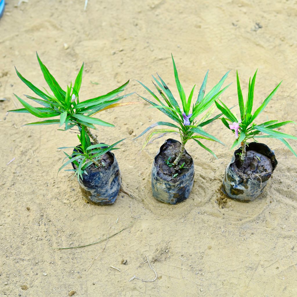 Set of 3 - Petunia Maxican in 3 Inch Nursery Bag