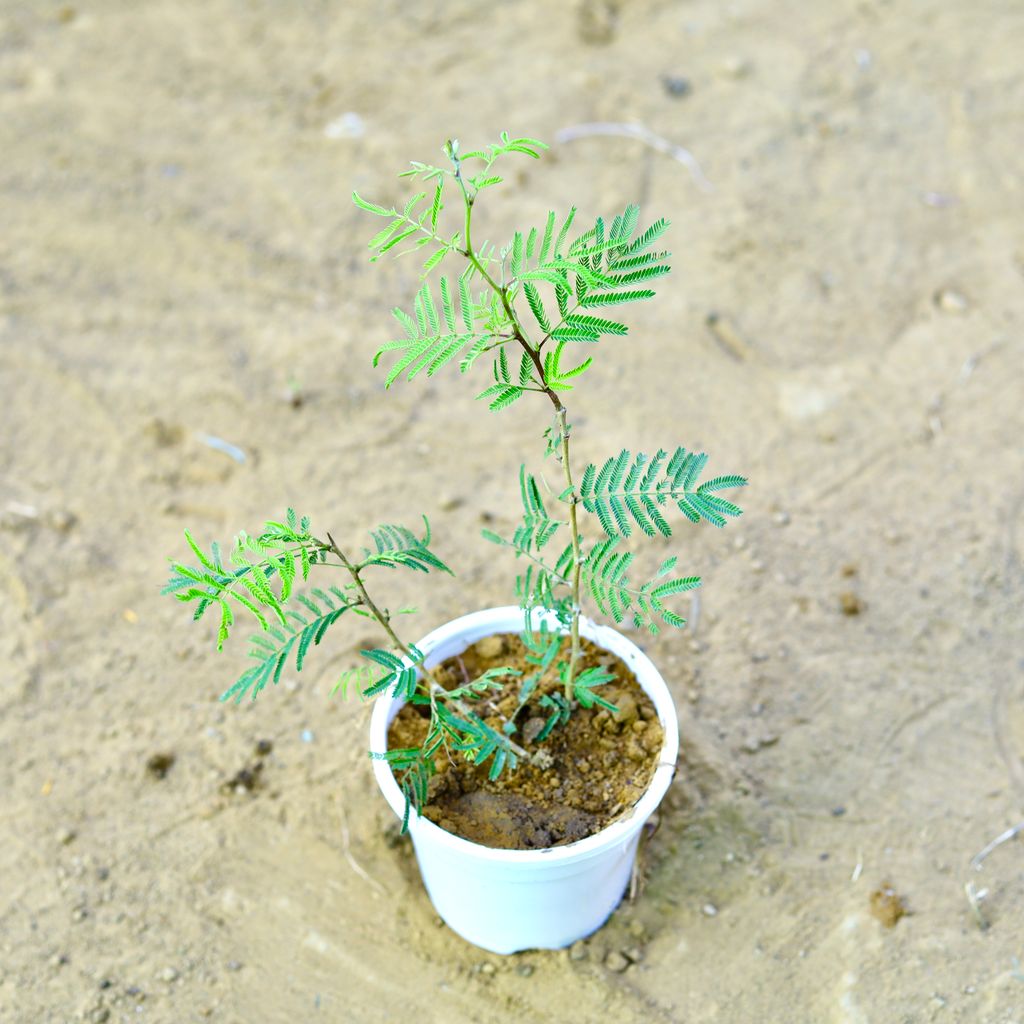 Shami in 4 Inch White Nursery Pot