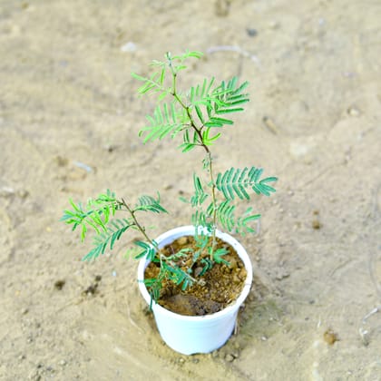 Buy Shami in 4 Inch Nursery Pot Online | Urvann.com