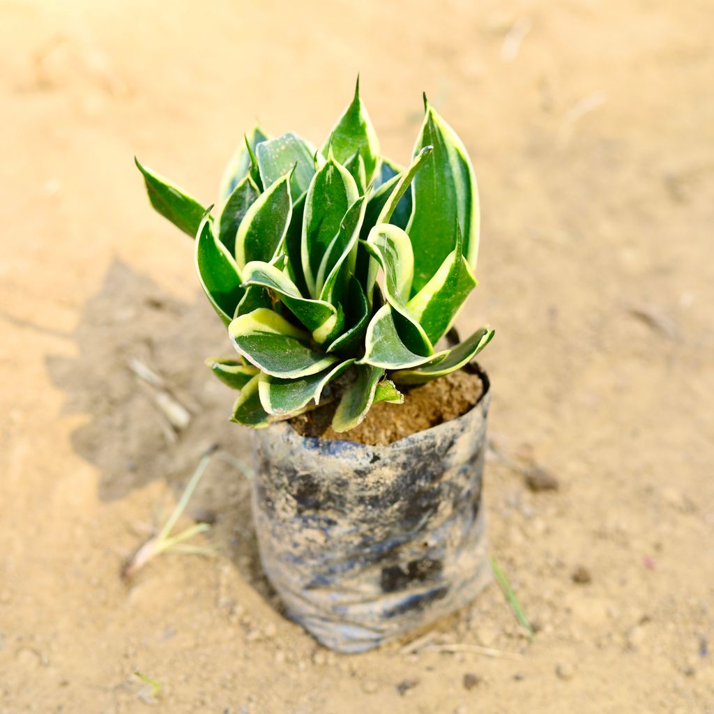 Snake Dwarf Yellow in 3 Inch Nursery Bag