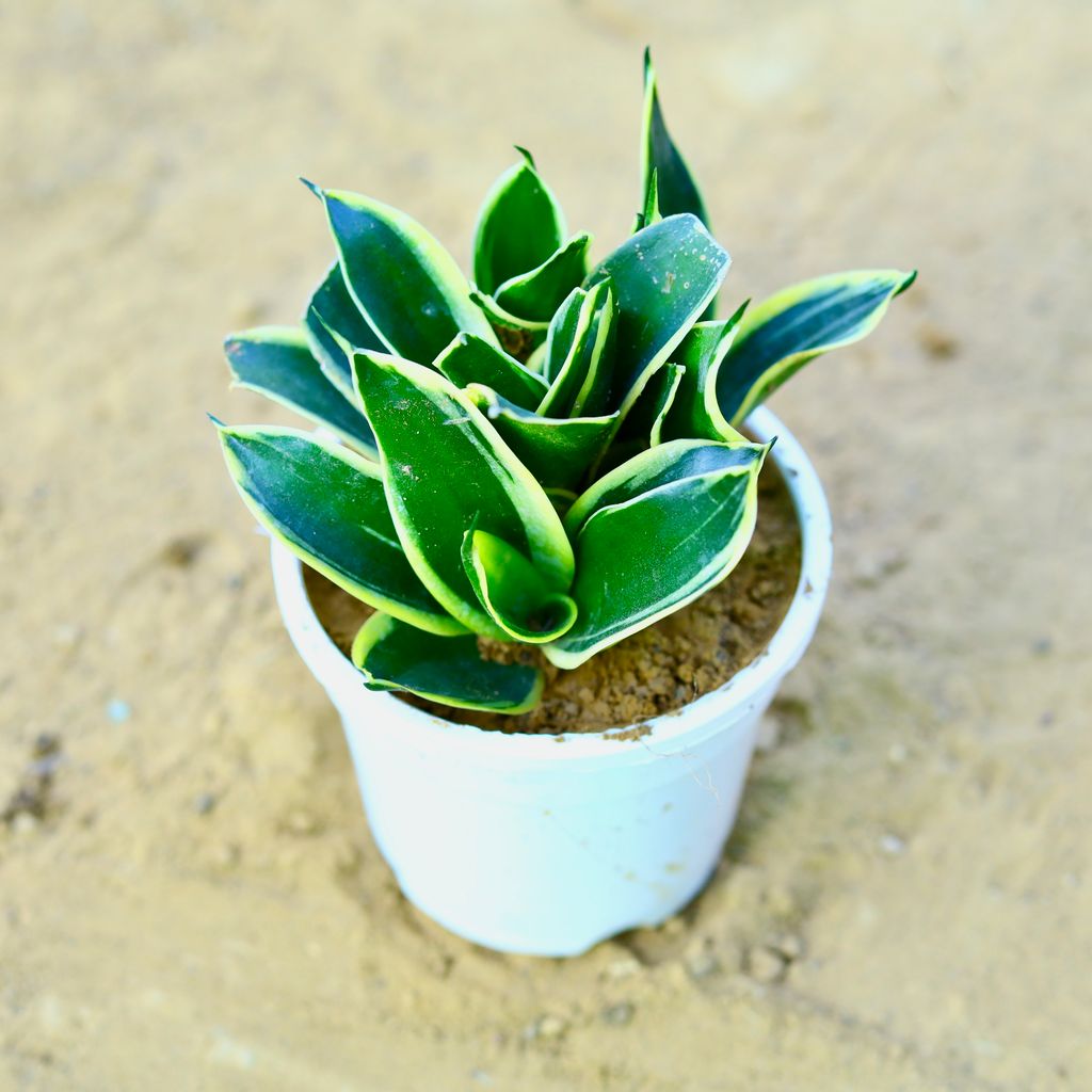 Snake Dwarf Yellow in 4 Inch White Nursery Pot