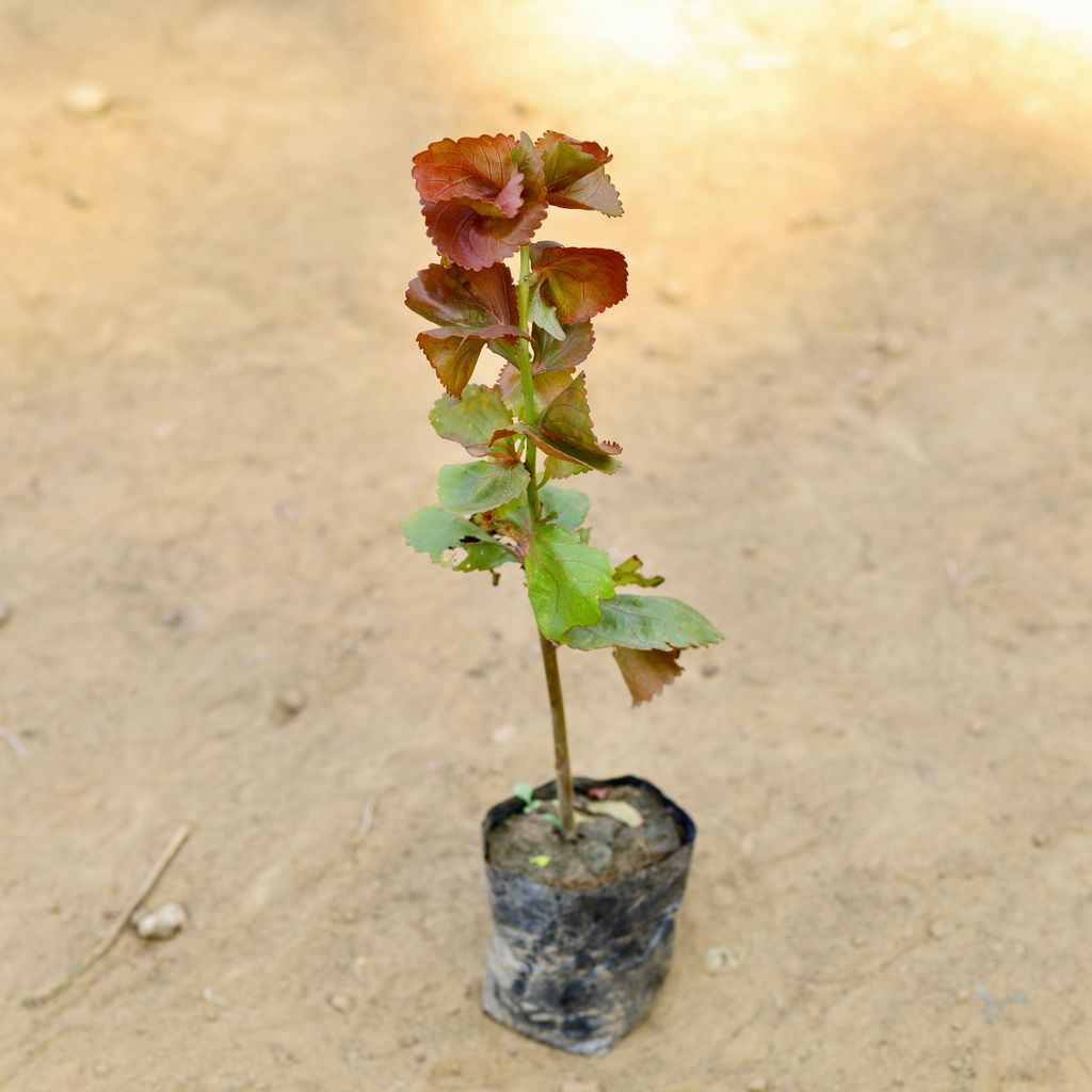 Acalypha (~ 1.5 Ft) in 3 Inch Nursery Bag