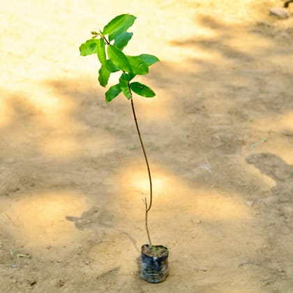 Buy Allamanda Beige~ 3.5 ft in 4 Inch Nursery Bag Online | Urvann.com