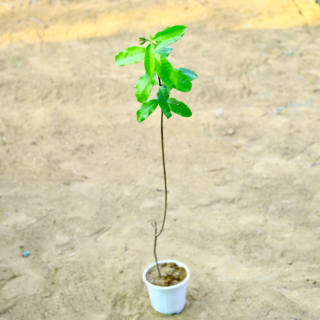 Allamanda Beige (~ 3.5 Ft) in 6 Inch White Super Nursery Pot