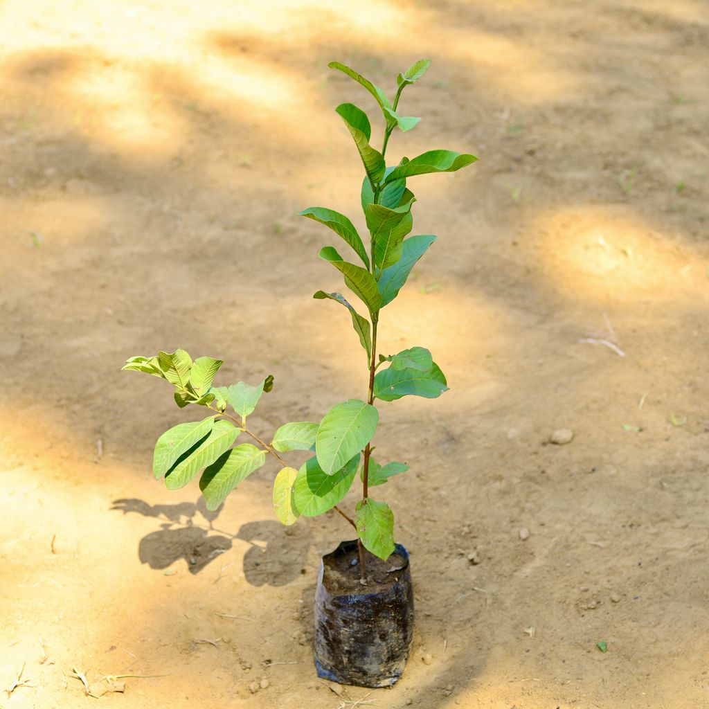 Amrood Thai (~ 2 Ft) in 5 Inch Nursery Bag