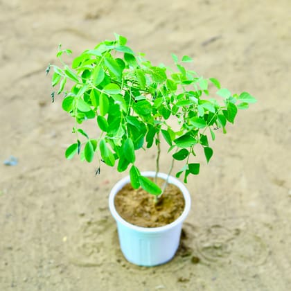 Buy Aparajita / Asian Pigeonwings Blue~ 2 Ft in 6 Inch white Nursery Pot Online | Urvann.com