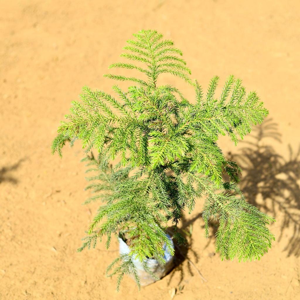 Araucaria / Christmas Tree (~ 1.5 Ft) in 5 Inch Nursery Bag