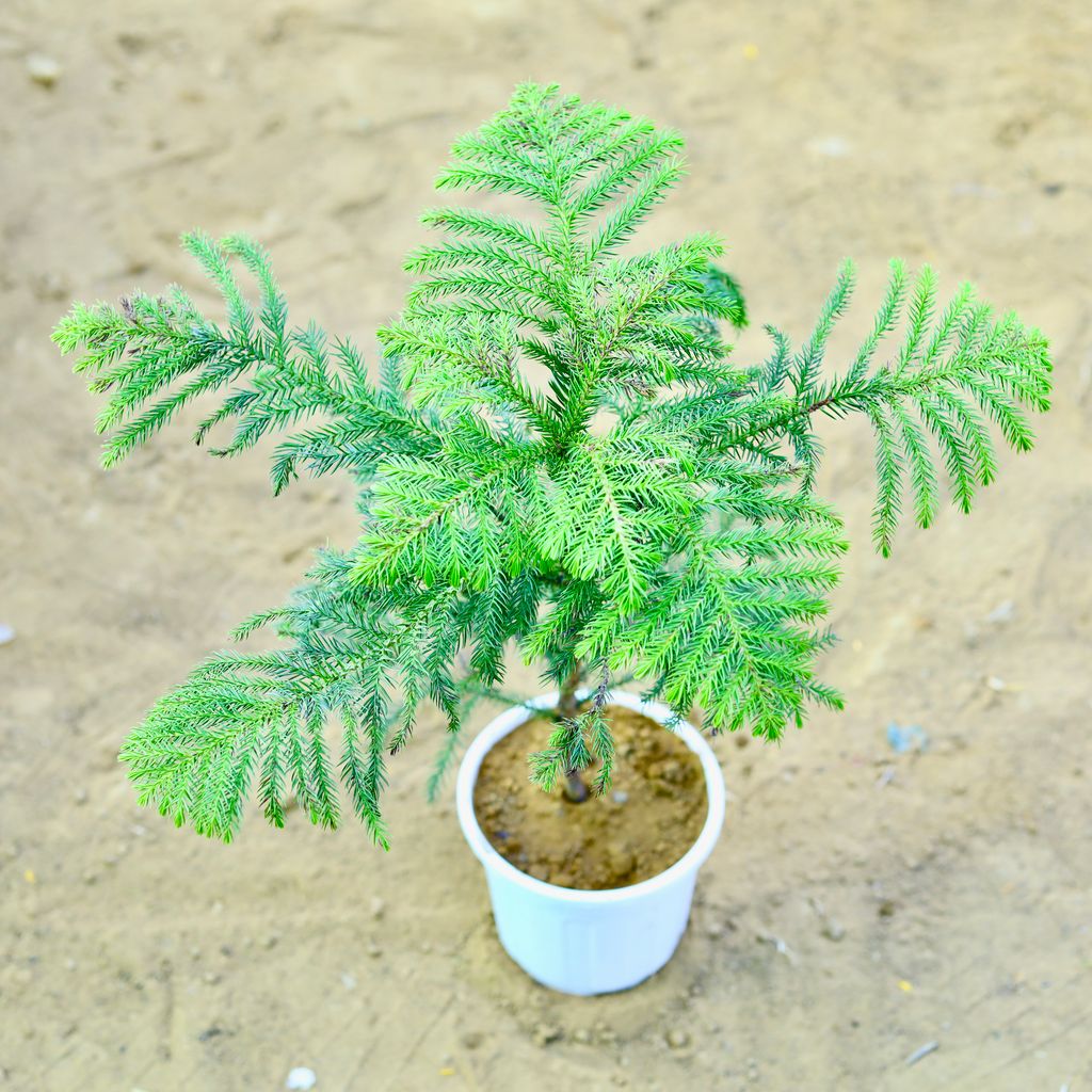 Araucaria / Christmas Tree (~ 1.5 Ft) in 6 Inch White Super Nursery Pot