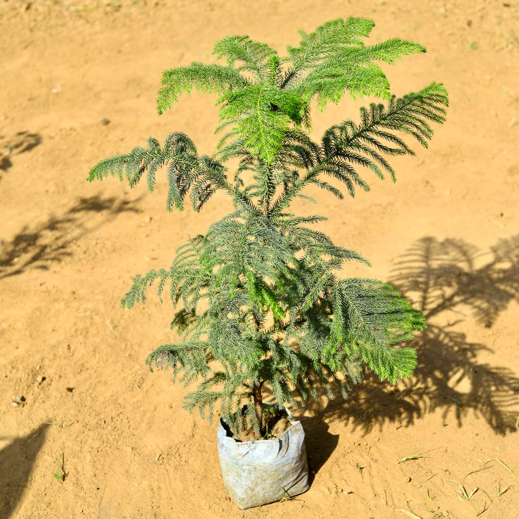 Araucaria / Christmas Tree (~ 2.5 Ft) in 8 Inch Nursery Bag