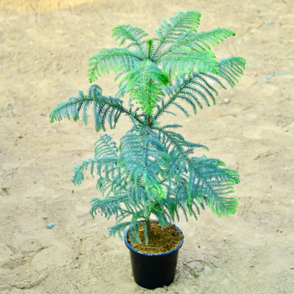 Araucaria / Christmas Tree (~ 2.5 Ft) in 8 Inch Black Nursery Pot