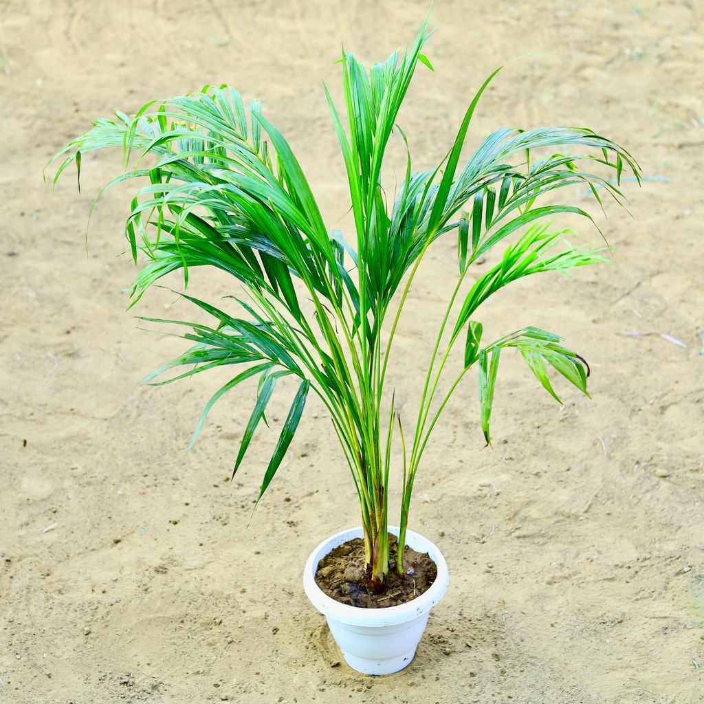 Areca~ 2.5 Ft in 8 Inch White Classy Plastic Pot