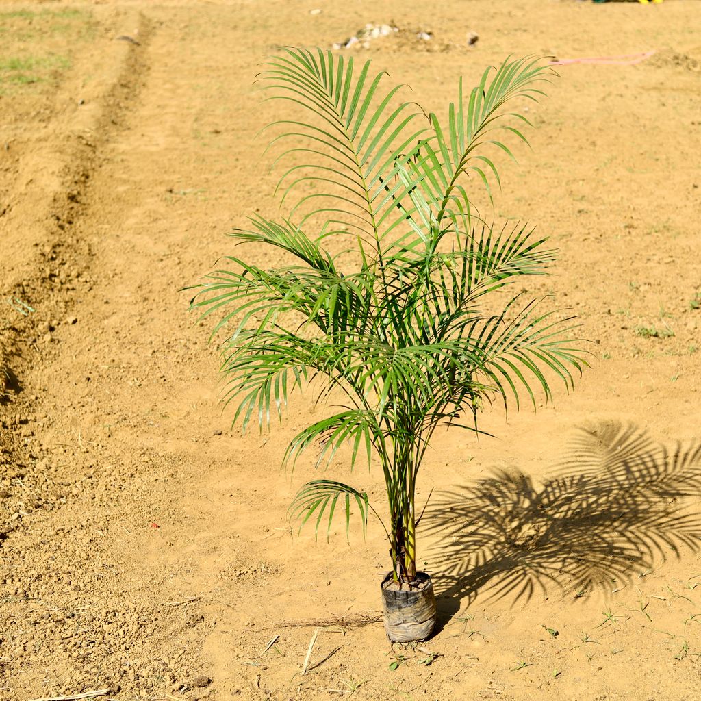 Areca (~ 4 Ft) in 6 Inch Nursery Bag