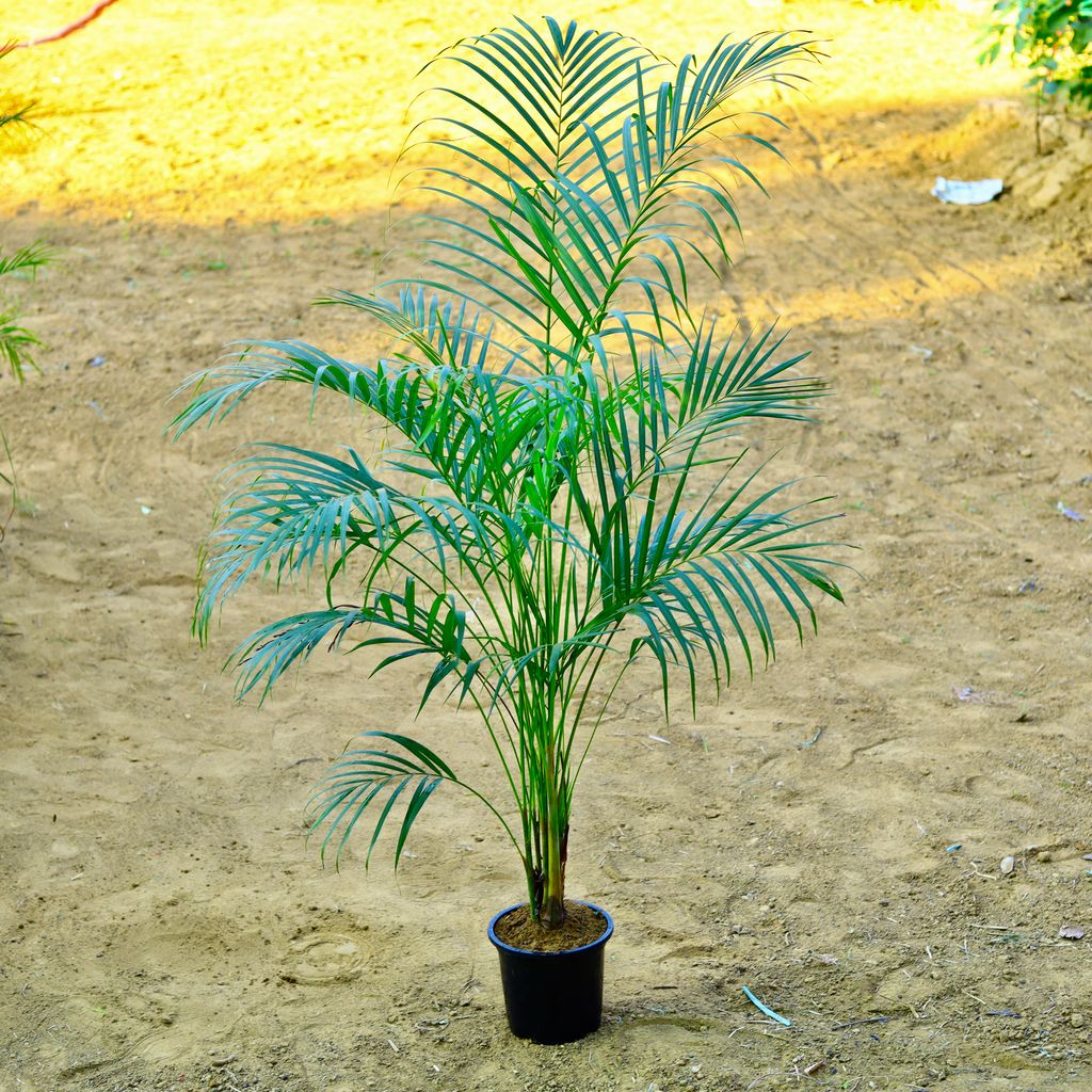 Areca (~ 4 Ft) in 8 Inch Black Nursery Pot