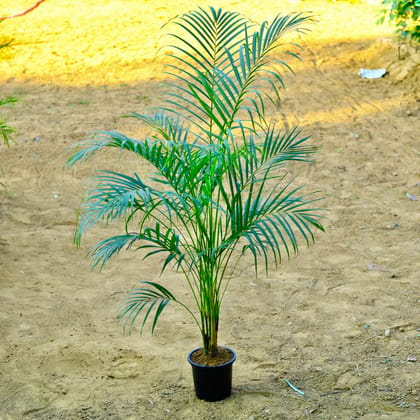 Buy Areca~ 4 ft in 8 Inch Nursery Pot Online | Urvann.com