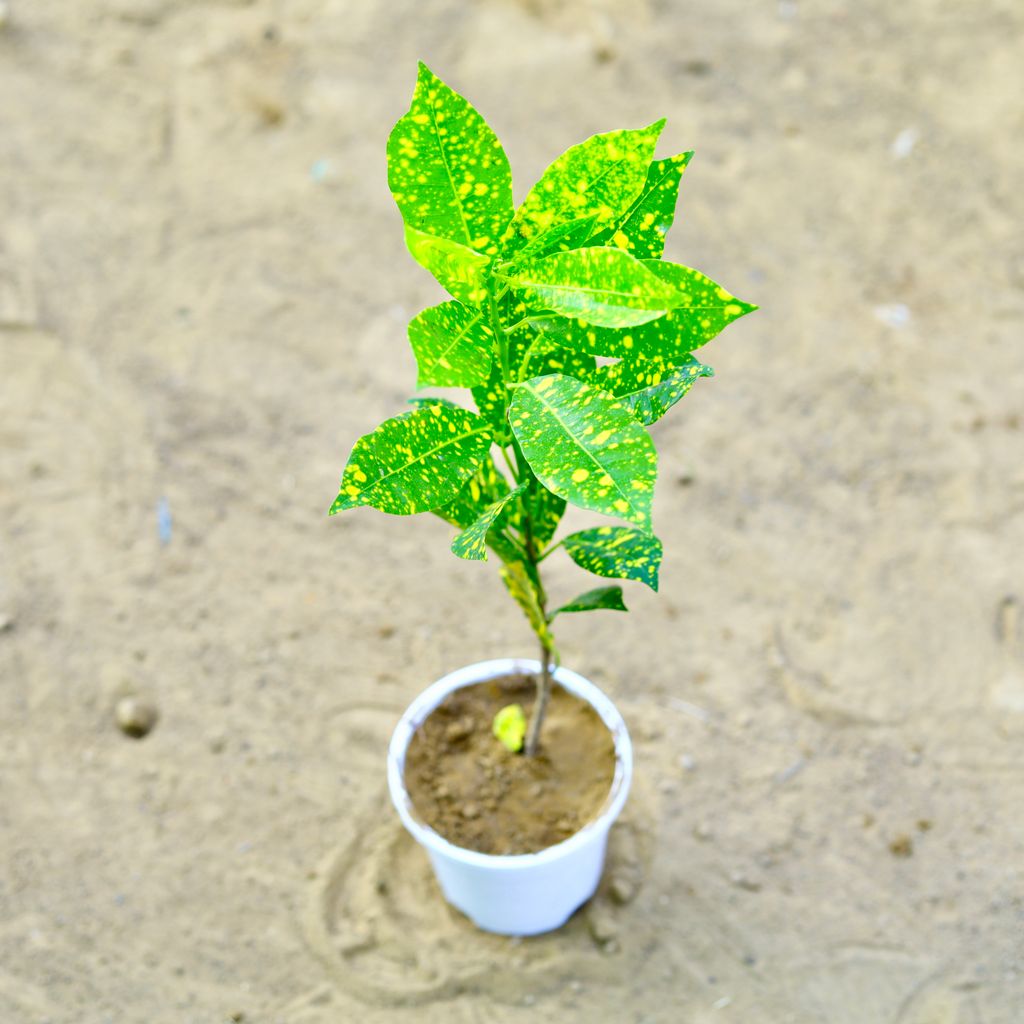 Baby Croton (~ 1 Ft) in 4 Inch White Nursery Pot