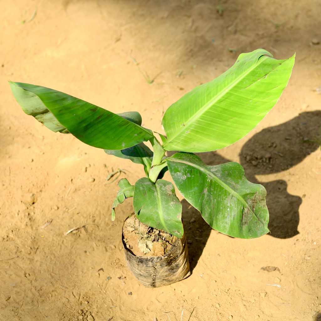 Banana / Kela in 5 Inch Nursery Bag