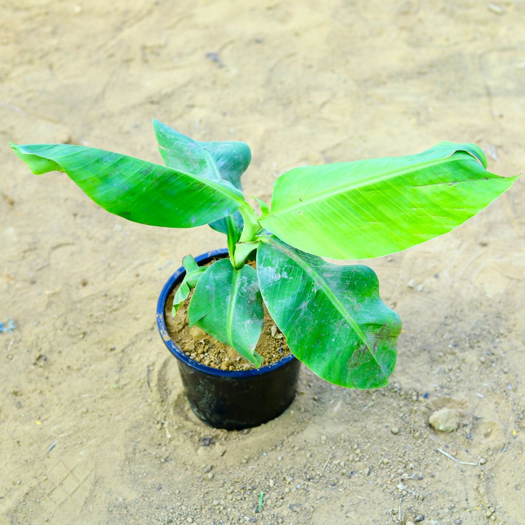 Banana / Kela in 8 Inch Black Nursery Pot