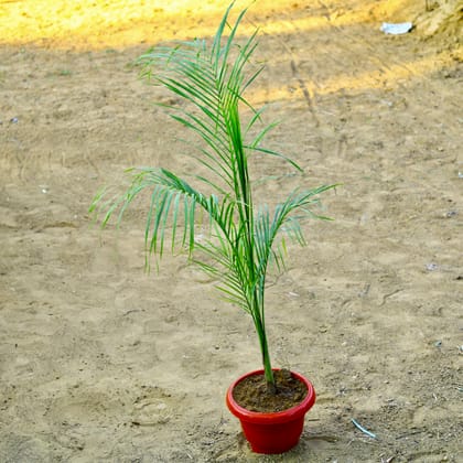 Buy Bottle Palm~ 4 Ft in 10 Inch Terracotta Red Classy Plastic Pot Online | Urvann.com