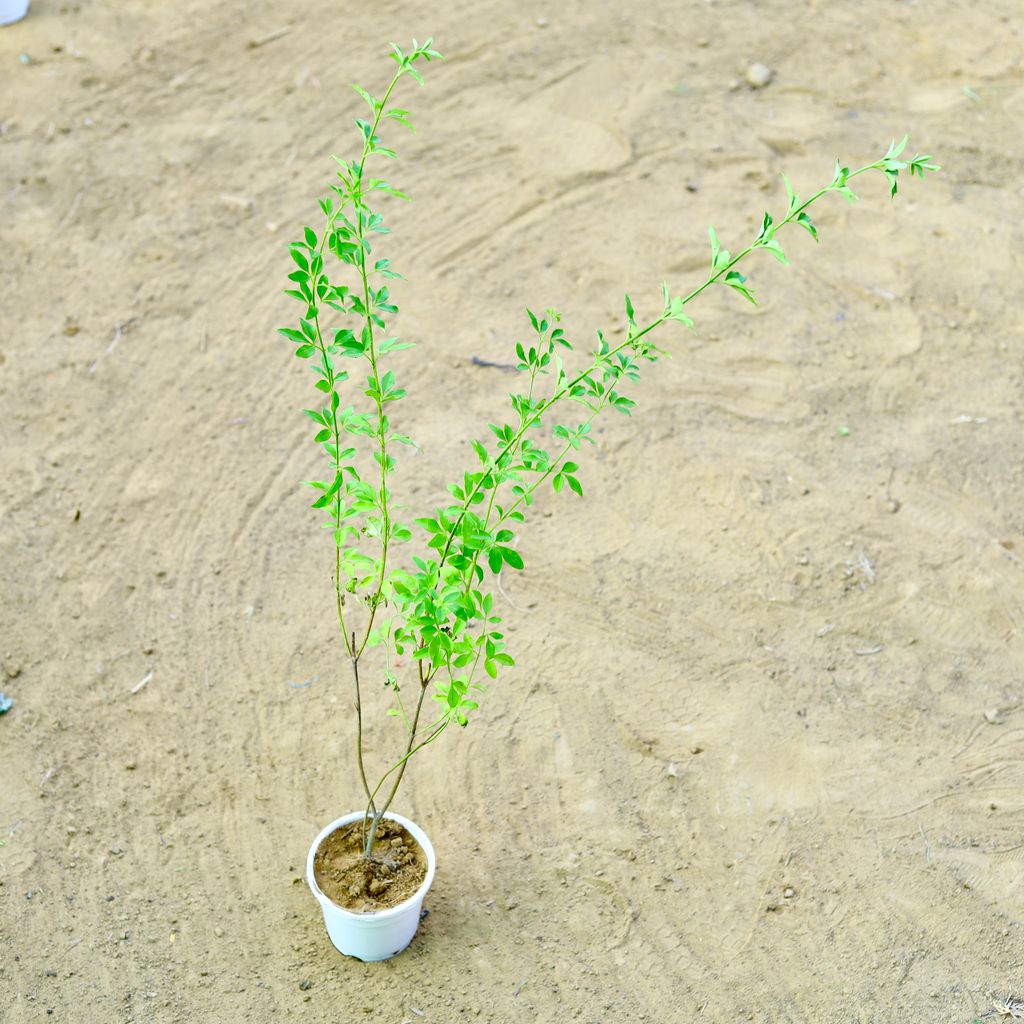 Chameli Yellow in 4 Inch white Nursery Pot