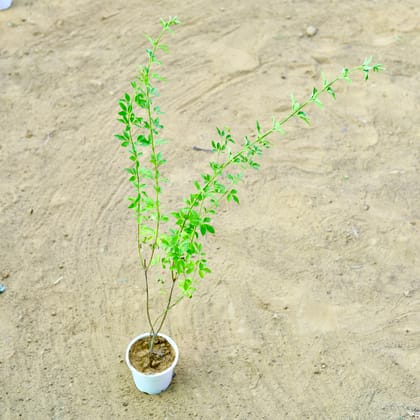 Buy Chameli Yellow in 4 Inch white Nursery Pot Online | Urvann.com