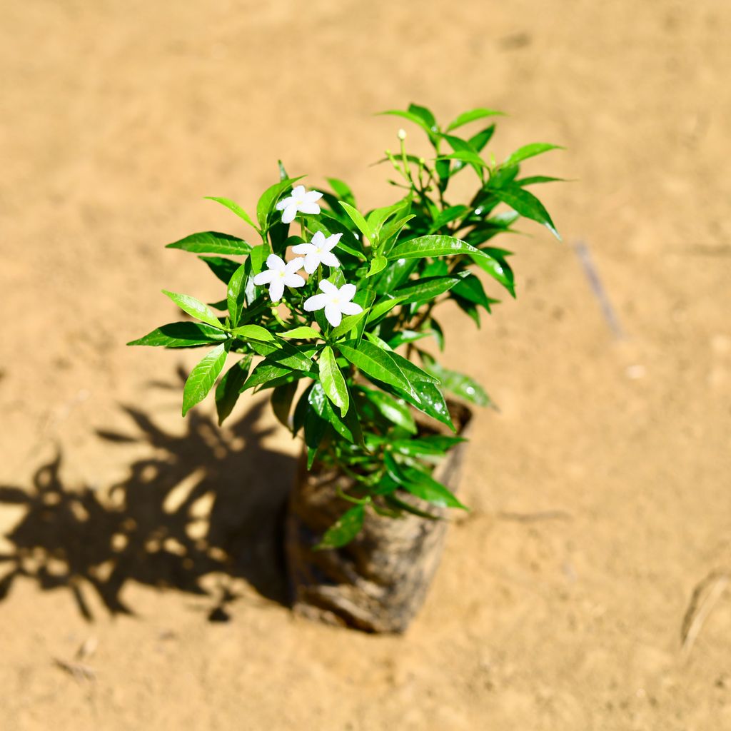 Chandni Dwarf (~ 1 Ft) in 3 Inch Nursery Bag