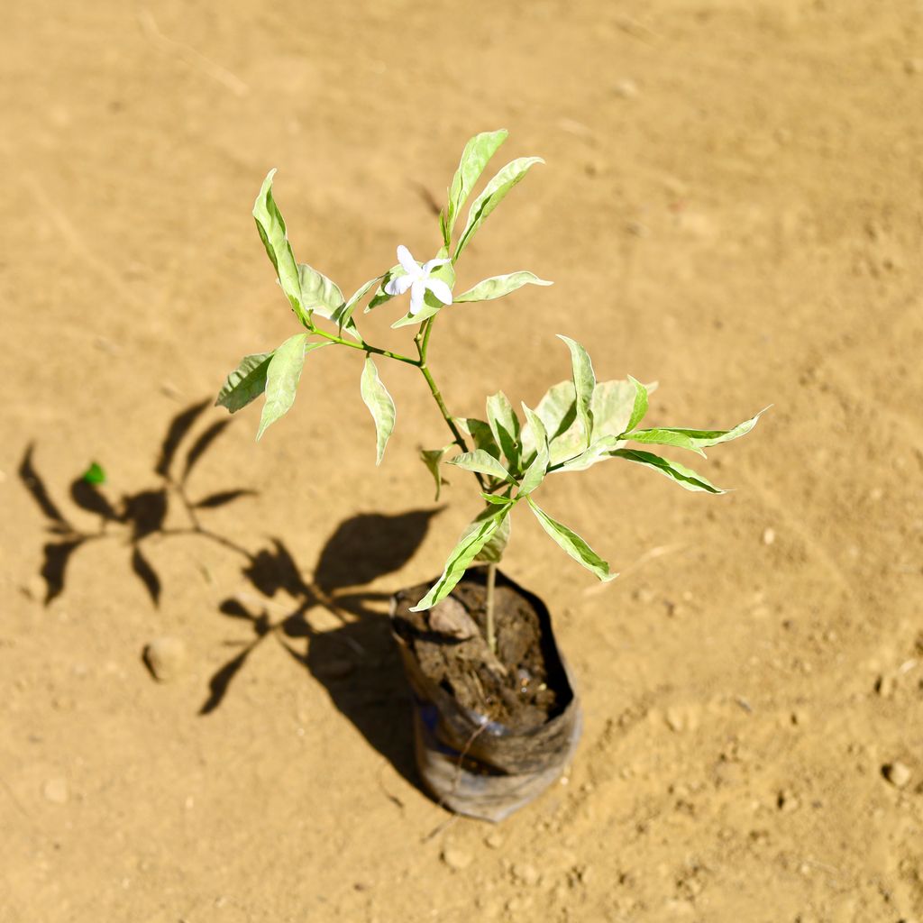 Chandni Variegated in 3 Inch Nursery Bag