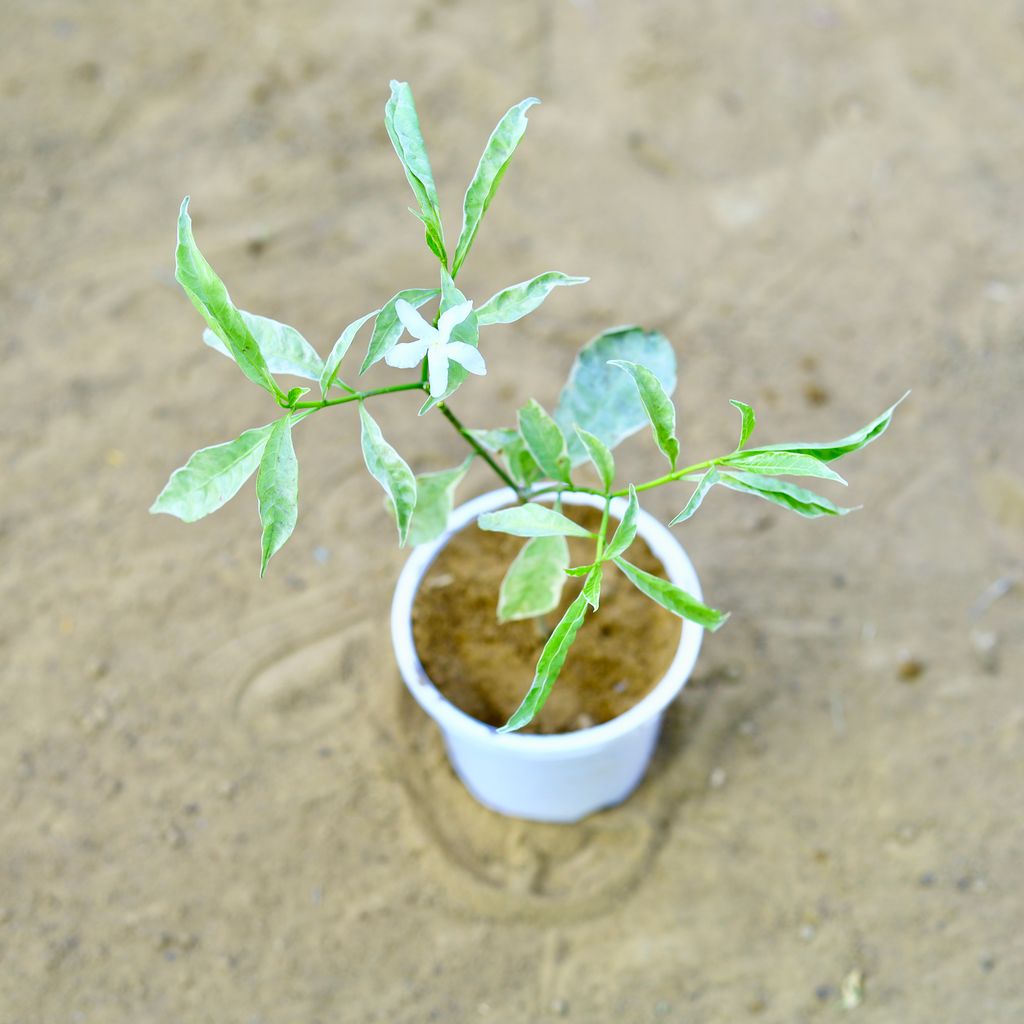 Chandni Variegated in 4 Inch white Nursery Pot