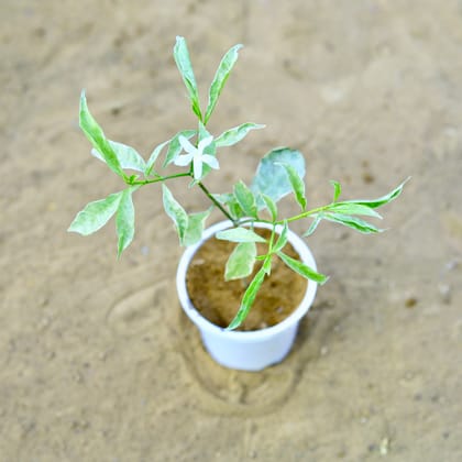 Buy Chandni Vareigated in 4 Inch white Nursery Pot Online | Urvann.com