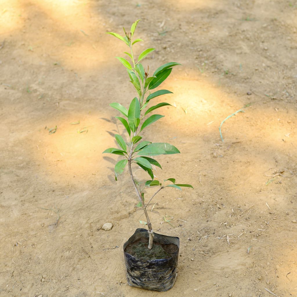 Chiku / Sapodilla (~ 2 Ft) in 5 inch Inch Nursery Bag