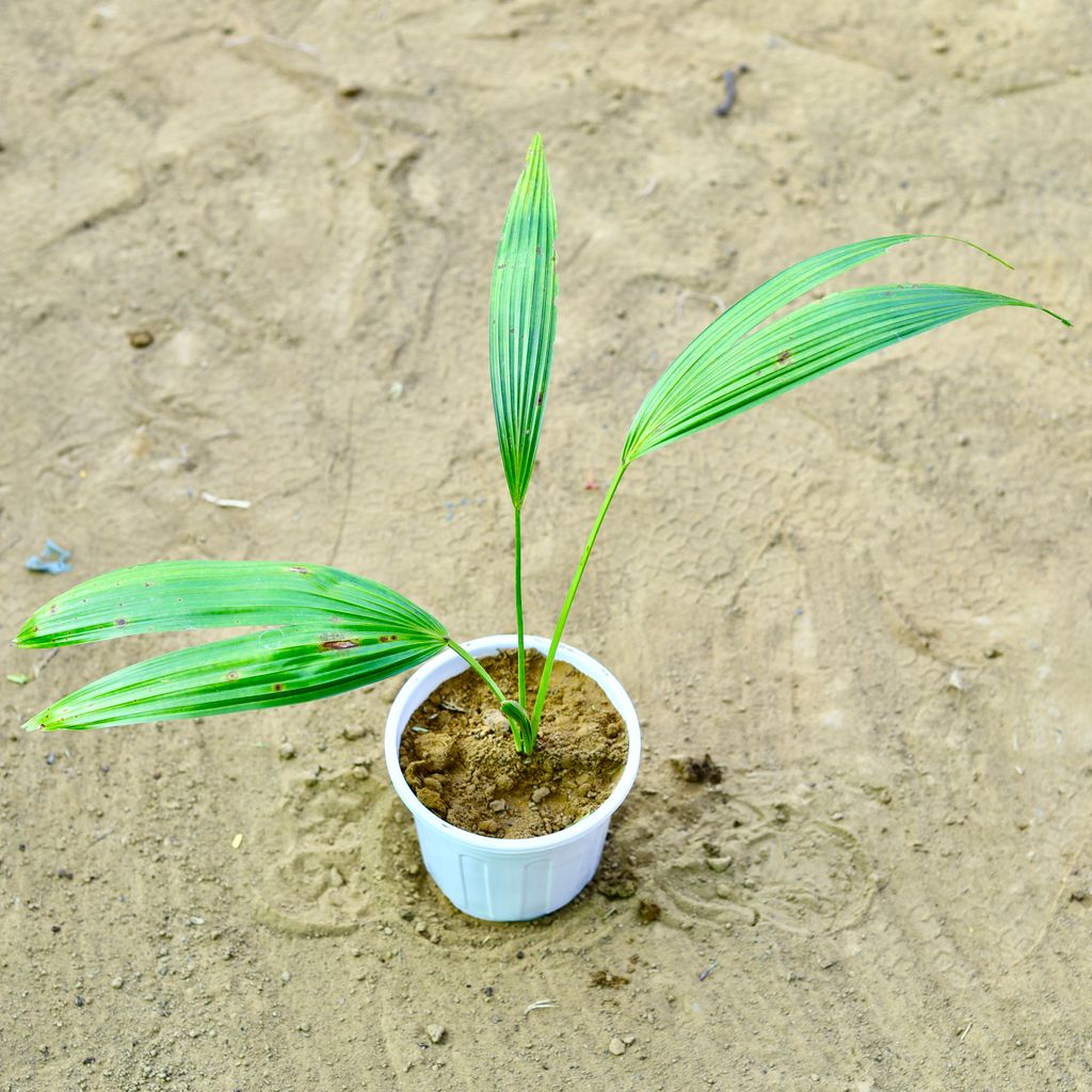 China / Fan Palm (~ 2 Ft) in 6 Inch White Super Nursery Pot