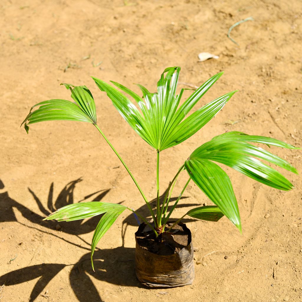 China / Fan Palm (~ 2 Ft) in 5 Inch Nursery Bag