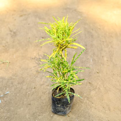 Buy Chironji Croton in 3 Inch Nursery Bag Online | Urvann.com