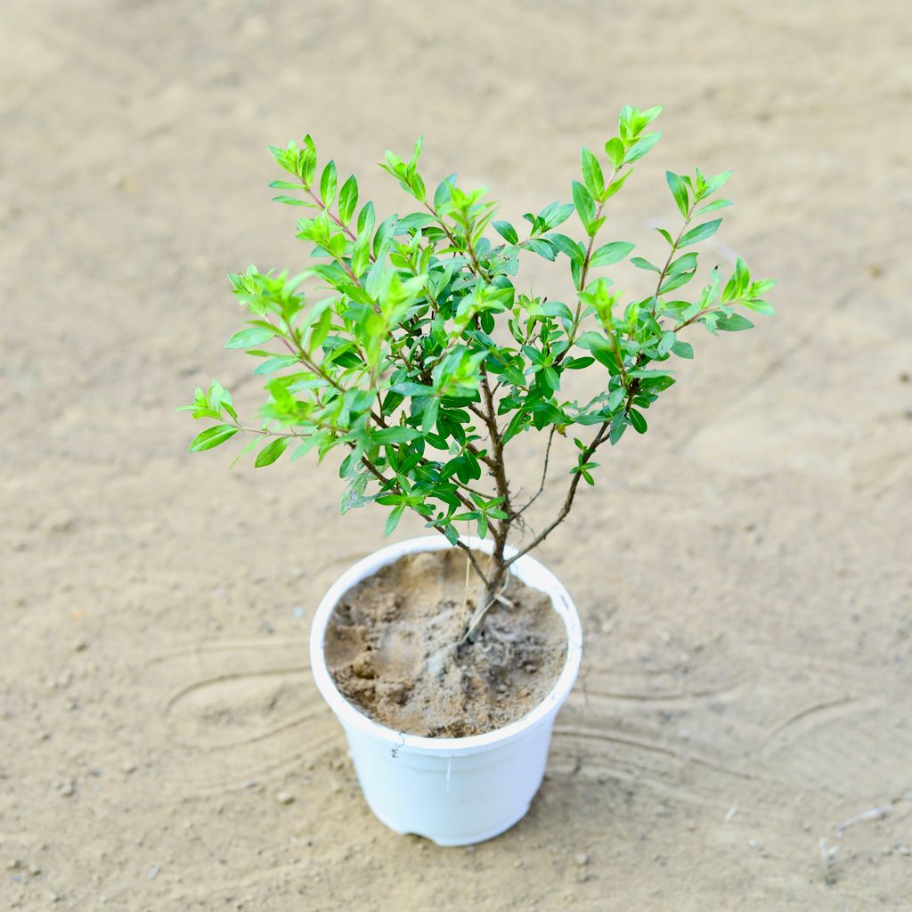 Cuphea / False Heather Pink in 4 Inch White Nursery Pot