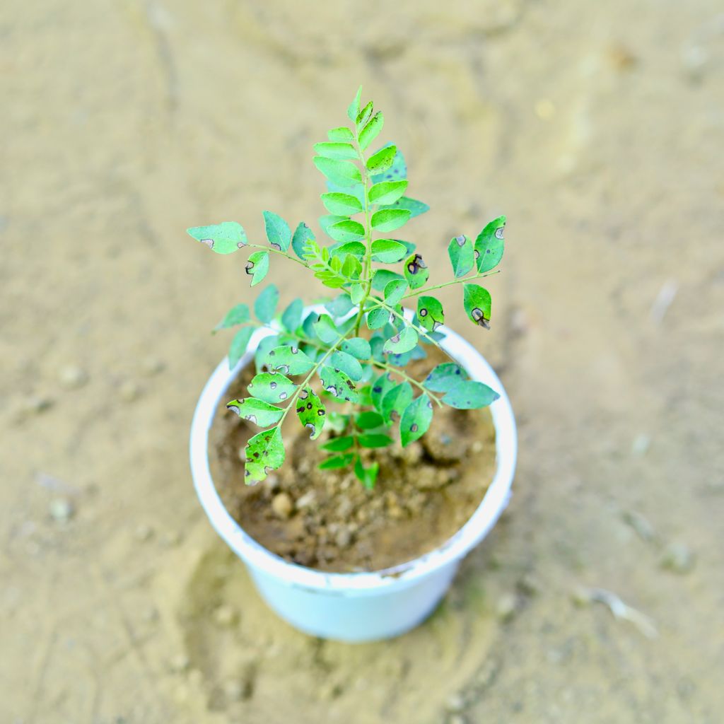 Curry patta in 4 Inch White Nursery Pot