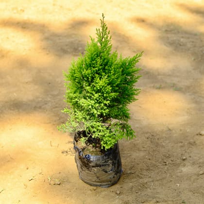 Buy Cypress~ 2 ft in 8 Inch Nursery Bag Online | Urvann.com